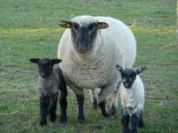 Schaf Betty mit Nachwuchs
